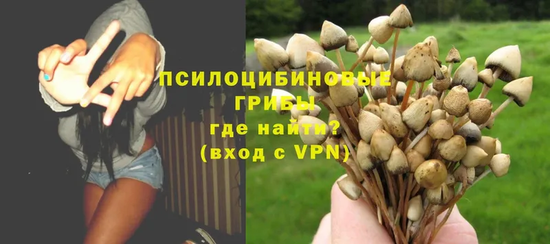 где продают   Анадырь  Псилоцибиновые грибы Psilocybe 